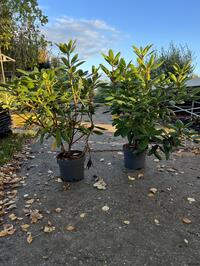 Rhododendrons en Elaeagnus ebbingei olijfwilg 