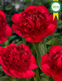 Paeonia Red Charm: n van de mooiste Pioenrozen met een grote bloem en stevige steel