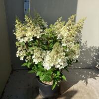 Hydrangea Paniculata Candle Light volwassen planten