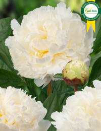 Paeonia Ivory Victory: prachtige zeer rijkbloeiende Pioen met witte bloemen die goed is voor de snij