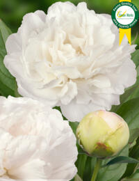 Paeonia Puffed Cotton: prachtige rijkbloeiende Pioen met witte bloemen en grote bloemknoppen