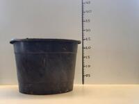 Grote partij zwarte 12 liter / 32 cm potten