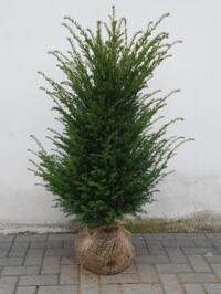 Taxus baccata 80/100 