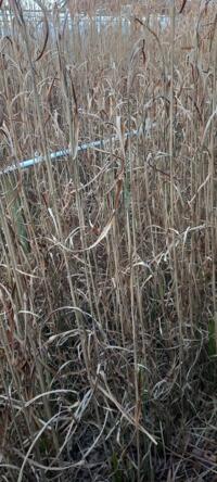 miscanthus Zebrinus Strictus