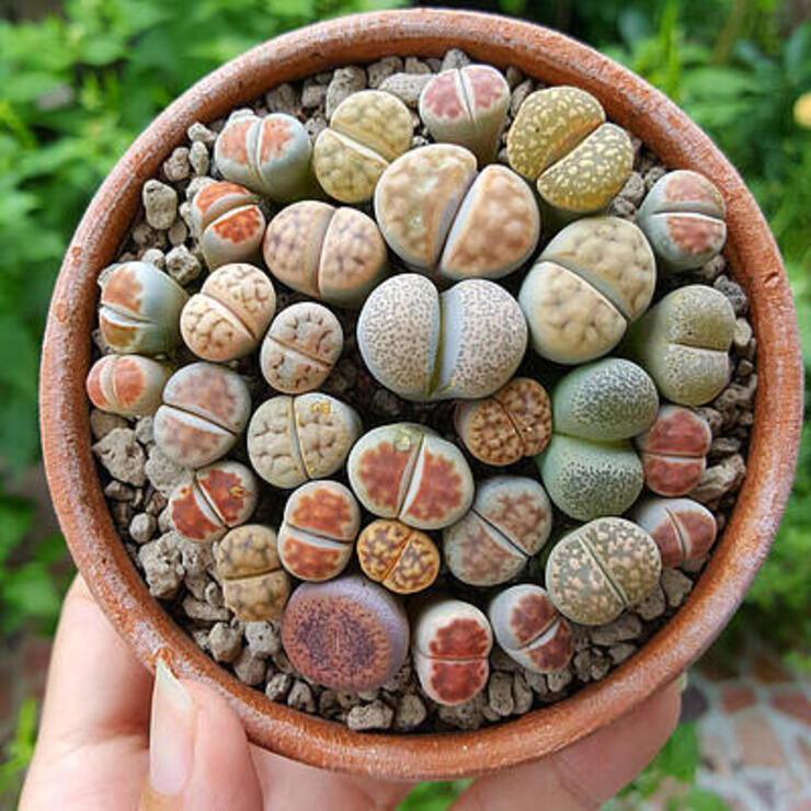 Partij zaad Lithops