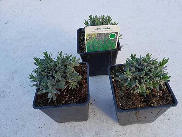 Lavandula angustifolia Hidcote