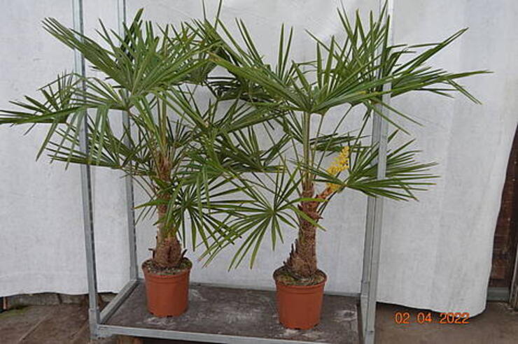 Trachycarpus Fortunei stam 40 cm