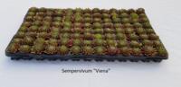 sempervivum stek te koop.