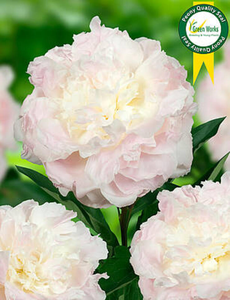 Paeonia Florence Nicholls: goede groeier met stevige stelen die wordt gezien als de Gardenia 2.0