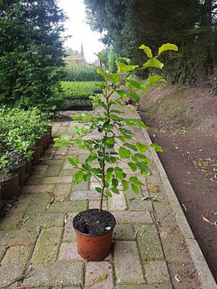 Fagus sylvatica 