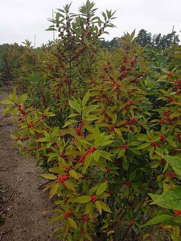 Ilex verticilata (type Winterred)