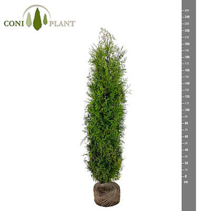 thuja brabant 