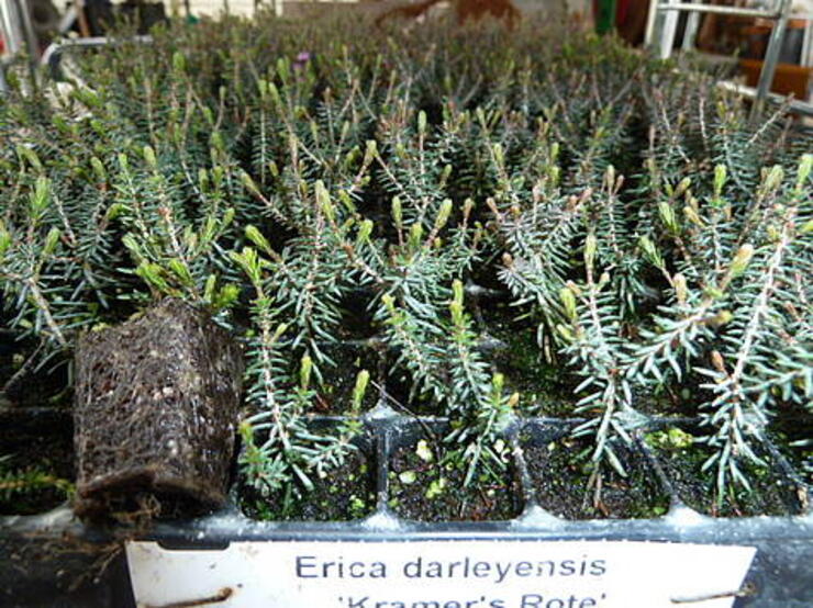 Erica darleyensis 'Kramer's Rote' Geworteld stek 286 gts. tray 