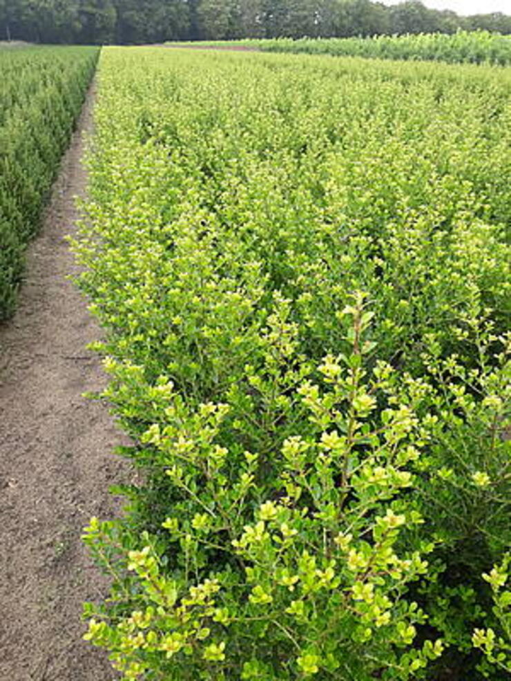 Ilex Crenata Green Hedge (Japanse Hulst) 80 - 100 cm. Mooie volle planten