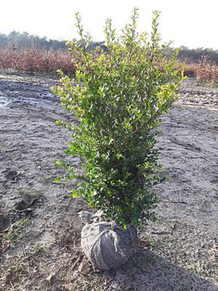 Ilex Crenata Green Hedge (Japanse Hulst) 60 - 80 cm. Mooie volle planten