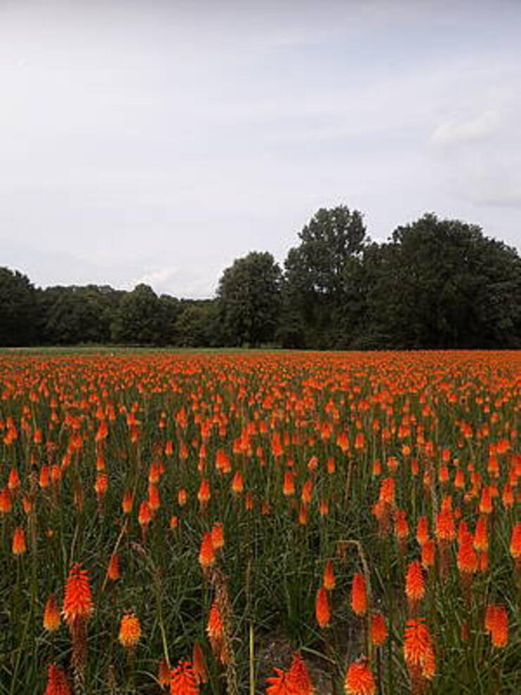 Kniphofia alcazar