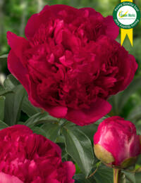 Paeonia Command Performance: imposante Pioen die n van de betere soorten voor de snij is