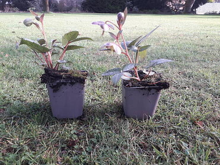 TE KOOP HELLEBORUS X STERNII SILVER DOLLAR  1.40 PST P9 POT