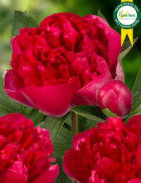 Pioenroos Belgravia: heerlijk geurende Pioen met dubbel gevormde bloem en mooie rode kleur