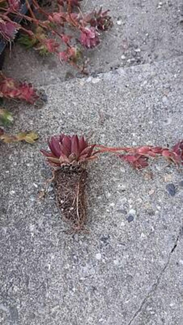 sempervivum, bewortelde stek