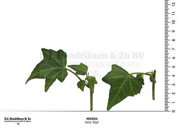 Hedera ongeworteld stek (op maat geknipt) 