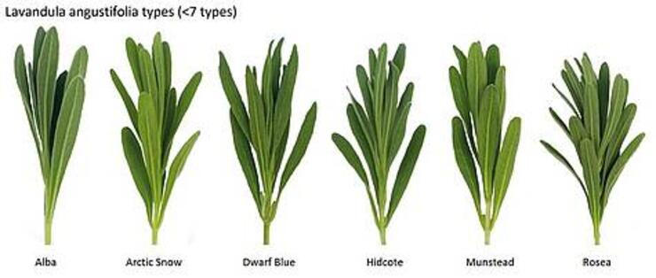 Ongeworteld stek Lavendel (Lavandula)