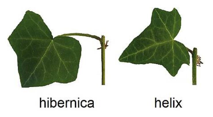 Hedera hibernica en helix stek