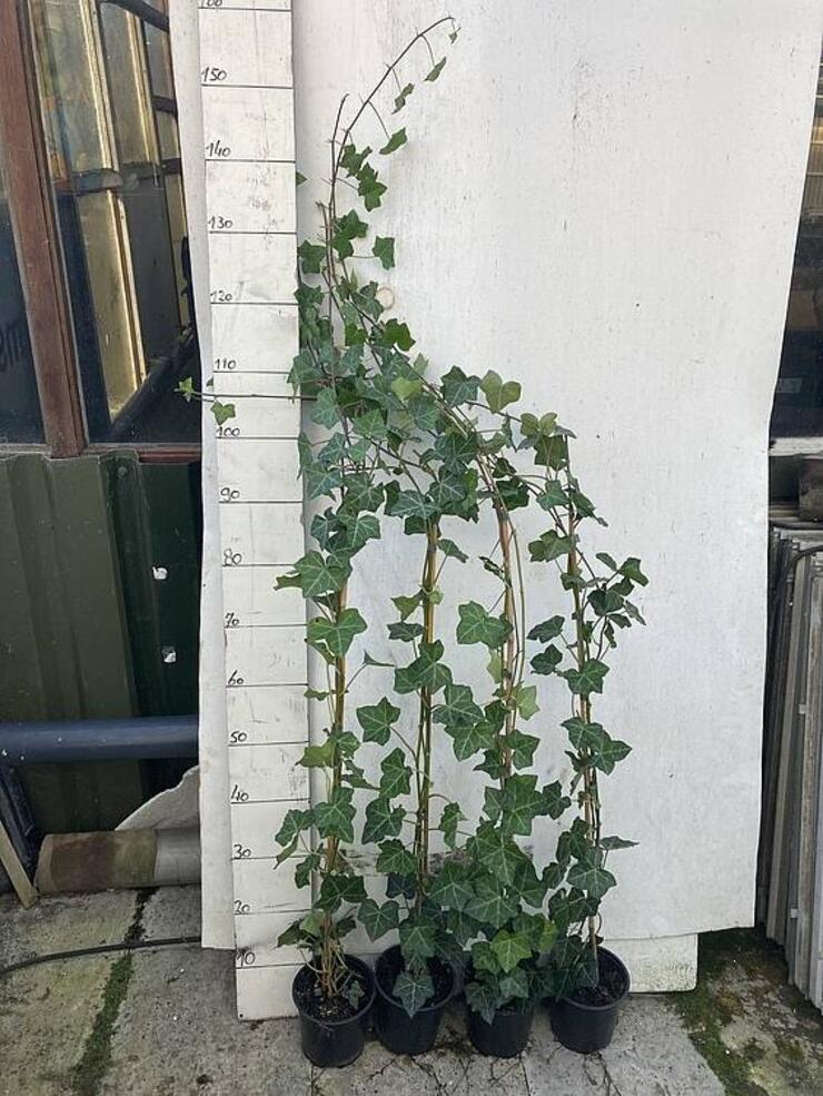 Hedera hibernica 120