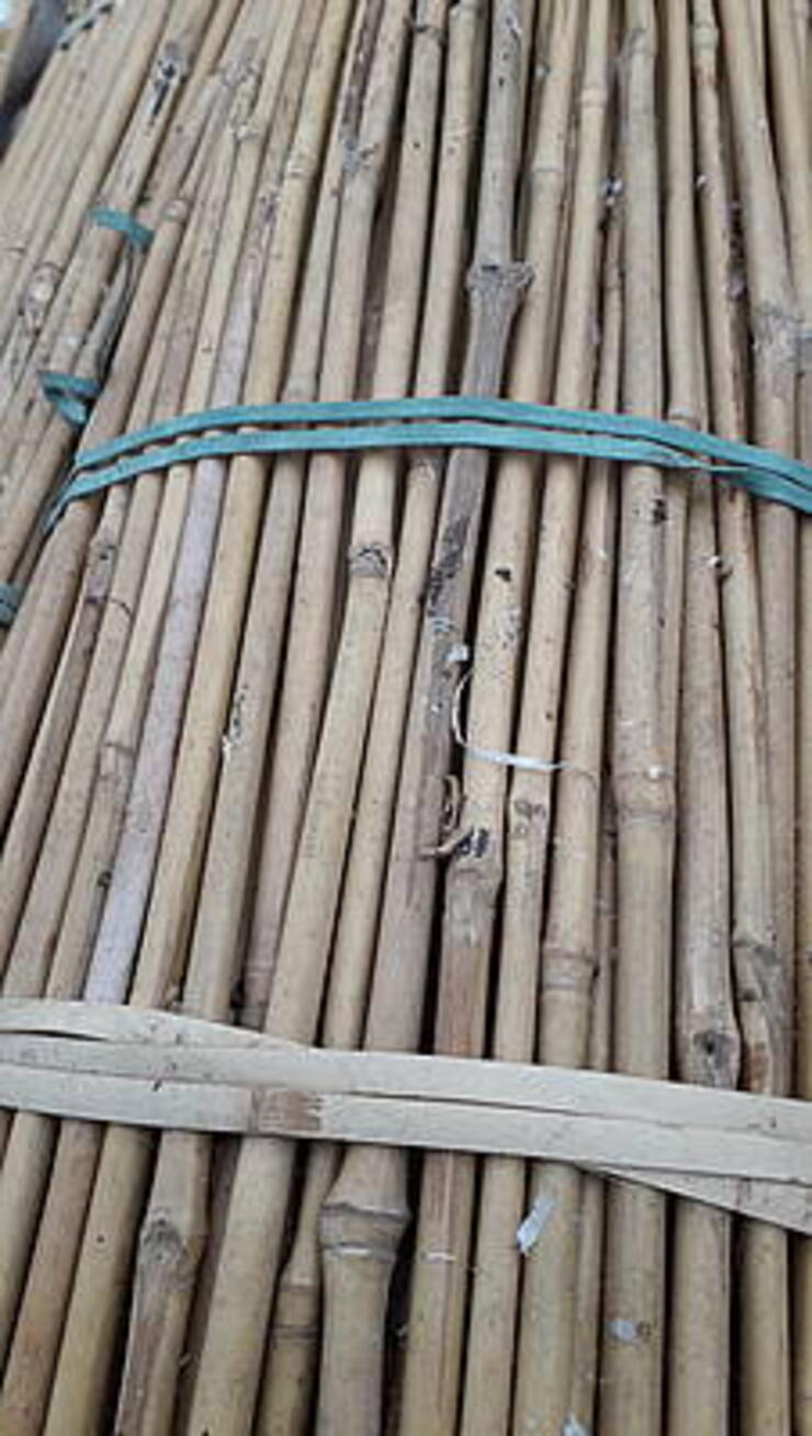 Tonkinstokken, bamboestokken van 55 en 60 cm lang