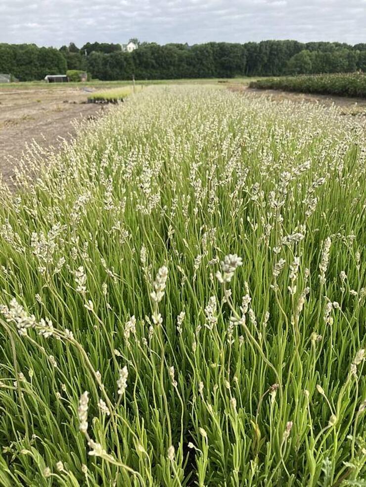 Lavandula Rosea 