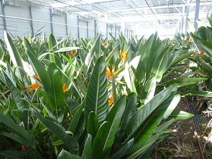 strelitzia reginna 