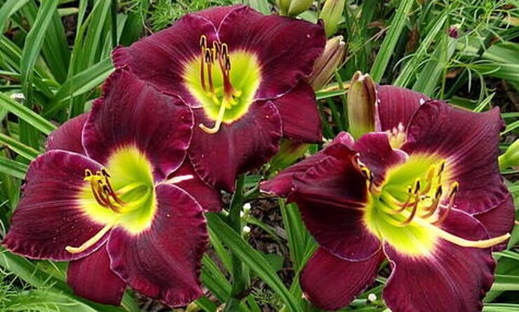 HEMEROCALLIS