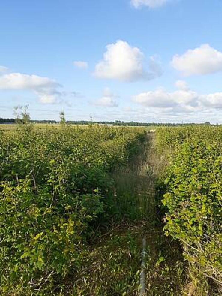 Viburnum opulus roseum