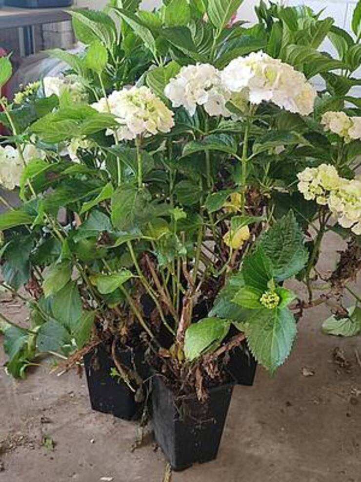 Hortensia Schneeball te koop