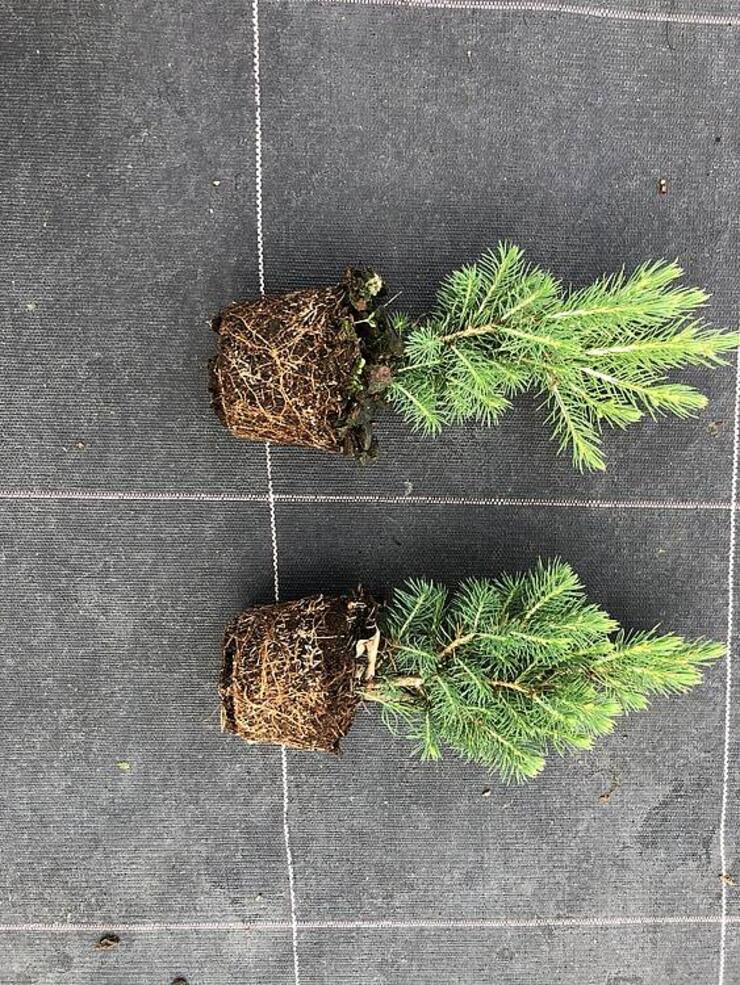 Plantgoed p9 Picea gl Conica