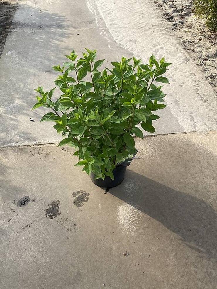 Hortensia Lime Light 10 liter pot. 