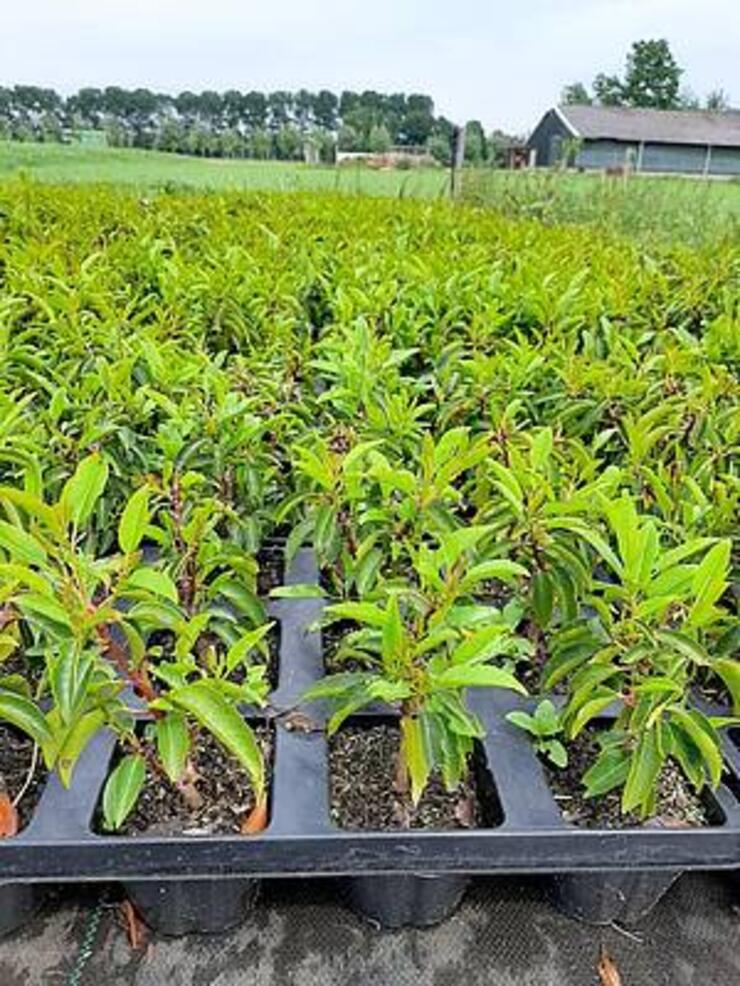 Prunus lustanica augustifolia  p9 15gaats trays