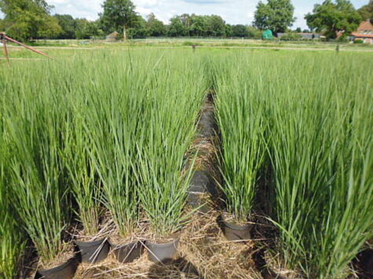 Panicum northwind in div maten. ook  grotere potten