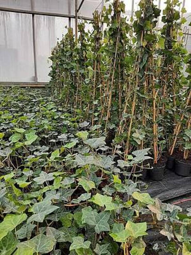 Hedera's gestokt