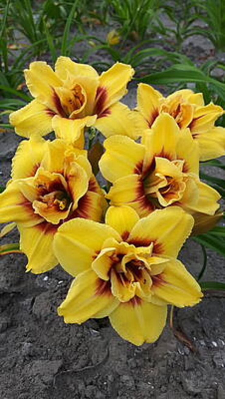 HEMEROCALLIS DOUBLE BUTTERFLY