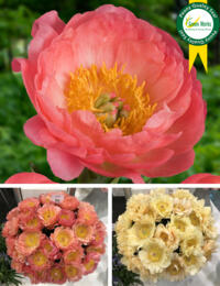 Paeonia Coral Sunset: 'toverbal Pioen' met grote, geurende bloemen en stevige stelen