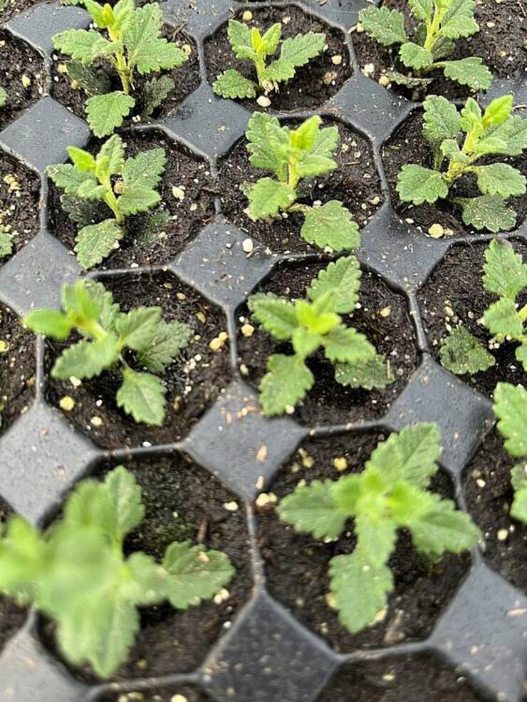 Teucrium lucidrys stek 