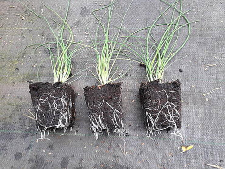 750 st Allium schoenophrasum  0.50 p9 pot ( bieslook )