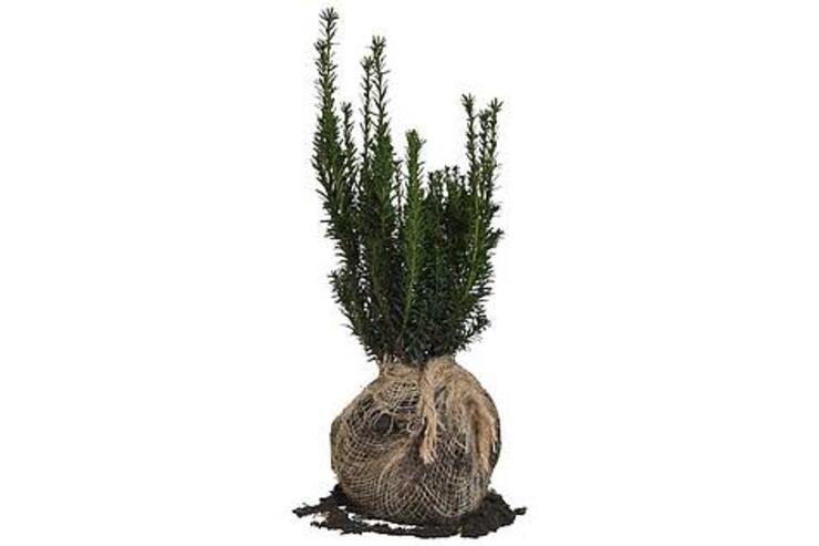 Taxus media 'Hillii' 25-35 