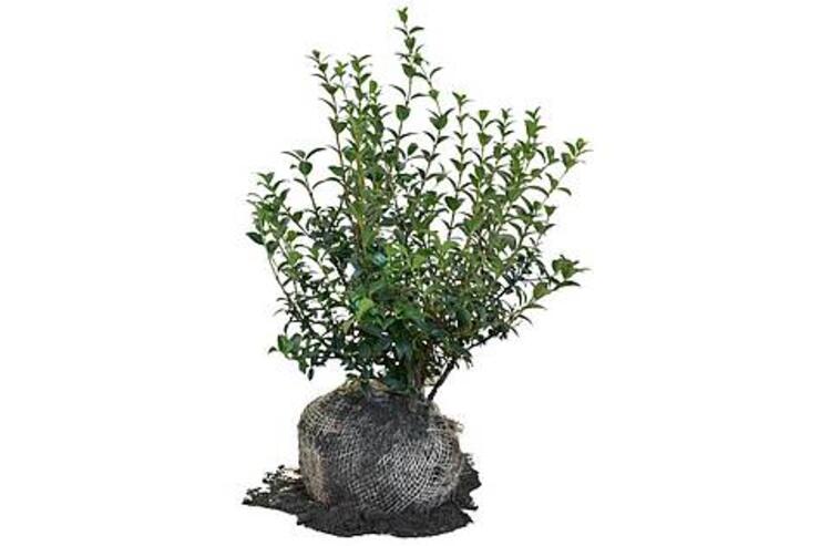 Osmanthus burkwoodii, Schijnhulst 50-60 en 60-80cm