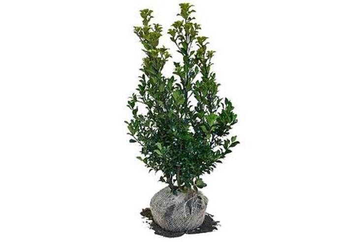 Ilex meserveae 'Heckenfee' 40-60 en 60-80cm 