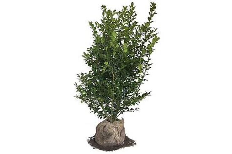 Wintergroene Hulst, Ilex meservea 'Blue Maid' 100-120 Verplant