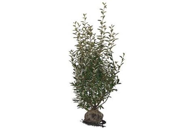 Olijfwilg, Elaeagnus ebbingei 125-150 Kluit Verplant