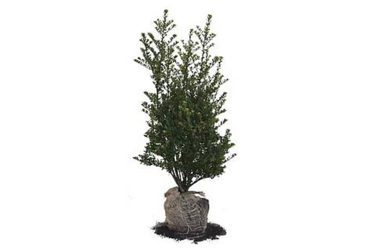 Ilex crenata 100-120 Verplant