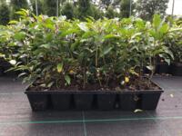 Prunus Lustanica groot blad p9 plantgoed